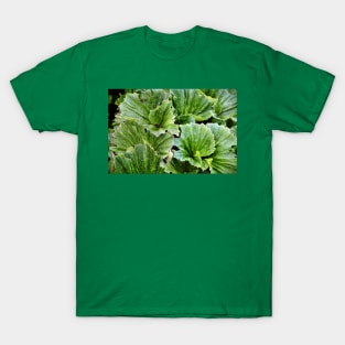 Macquarie Island Cabbage T-Shirt